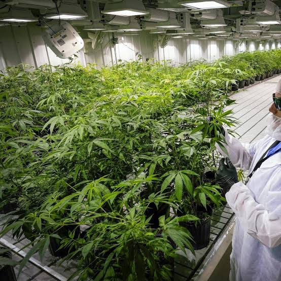 Quality specialist inspecting plants