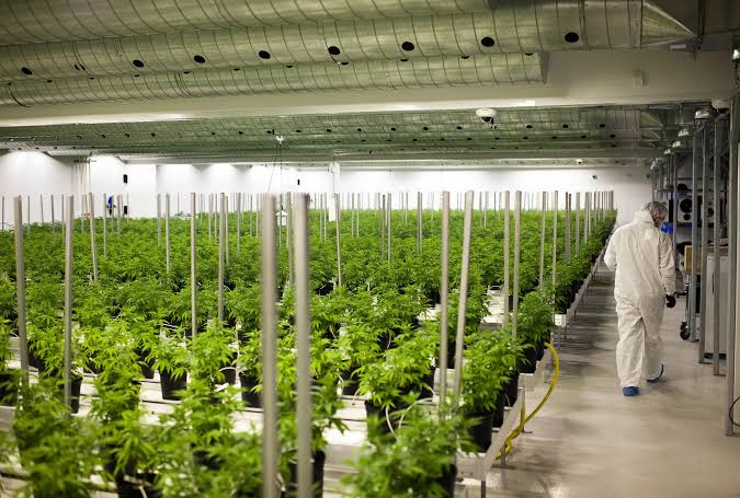 Cleanroom cultivation area with protected personnel