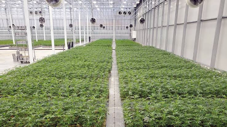 Large controlled greenhouse cultivation environment