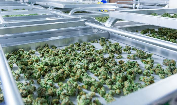 Medical cannabis material on stainless steel trays